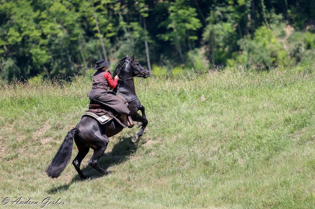 Swiss Ranch Horse Association - SRHA