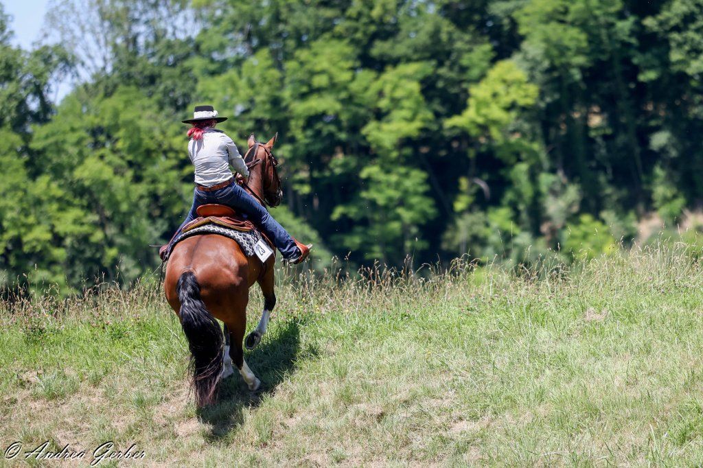 Swiss Ranch Horse Association - SRHA