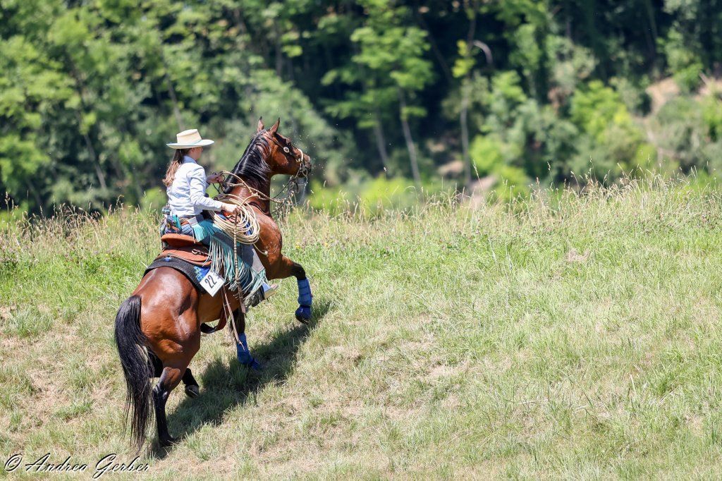 Swiss Ranch Horse Association - SRHA
