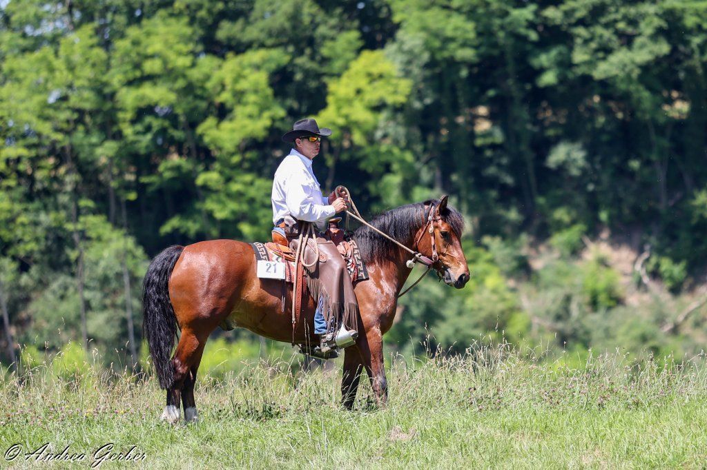 Swiss Ranch Horse Association - SRHA