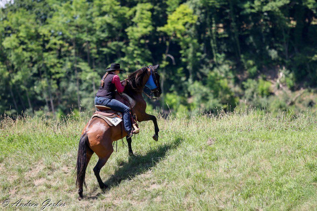 Swiss Ranch Horse Association - SRHA