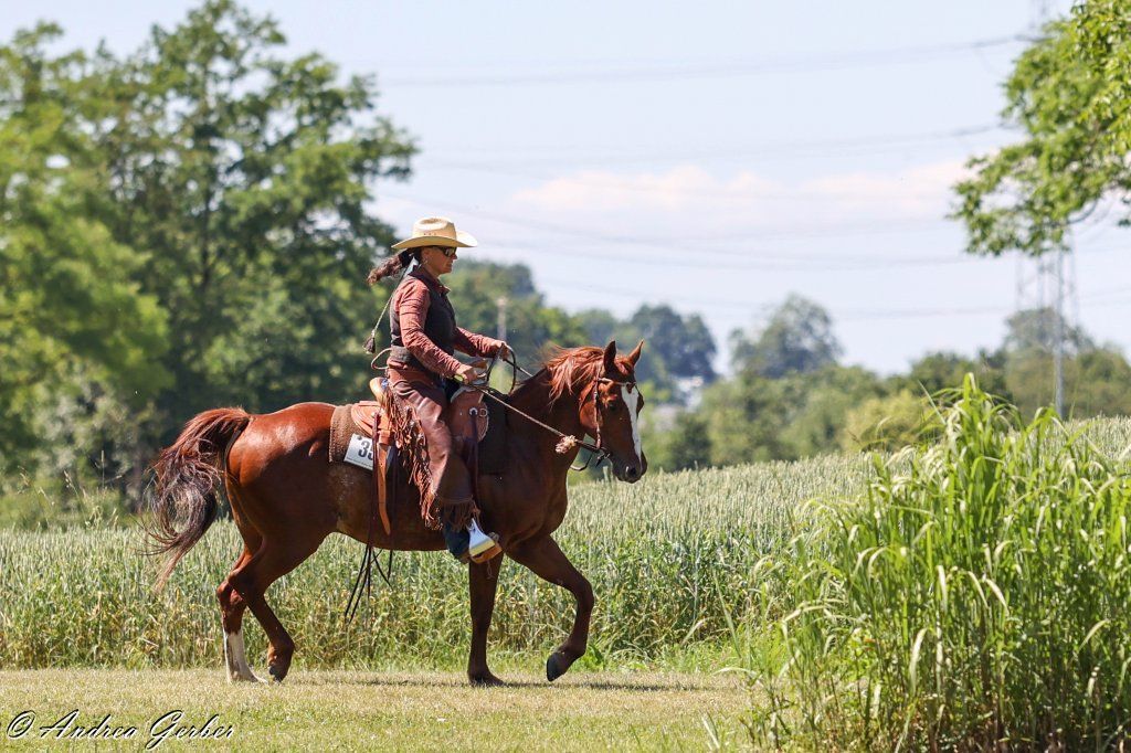 Swiss Ranch Horse Association - SRHA