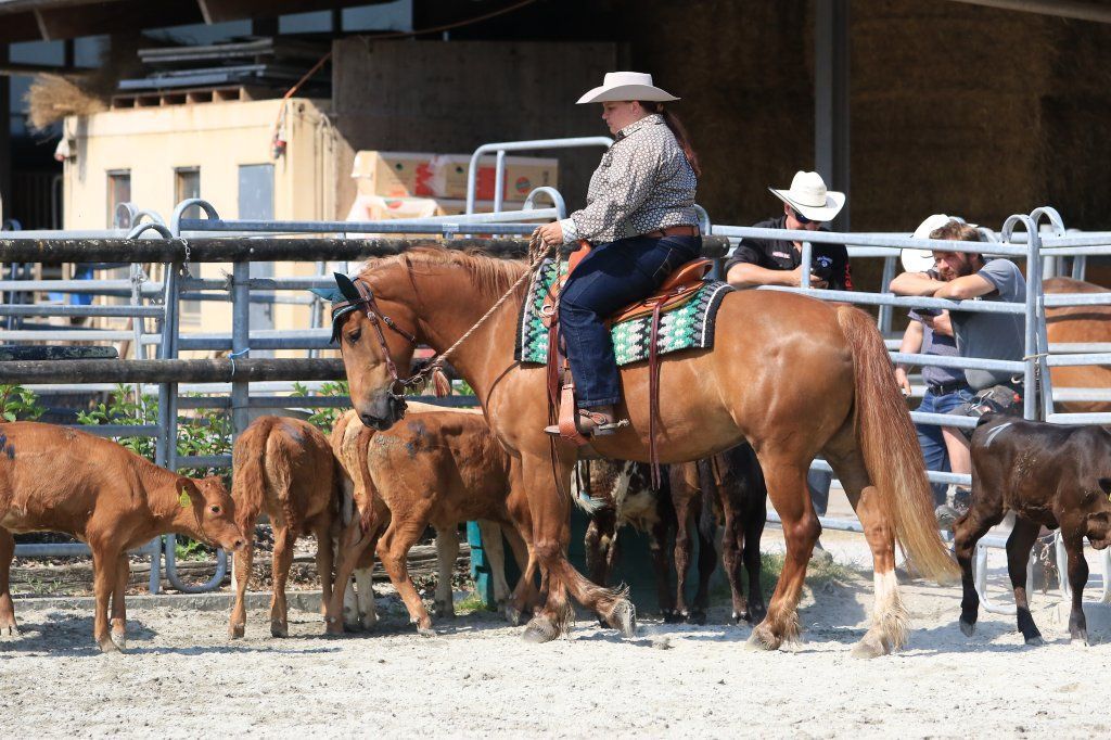 Swiss Ranch Horse Association - SRHA