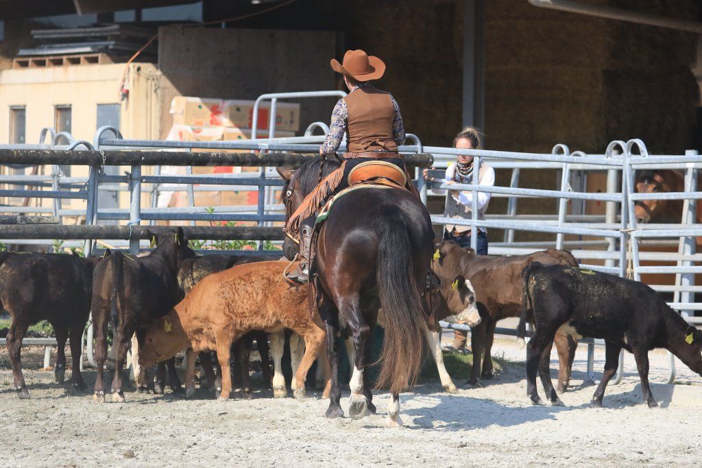Swiss Ranch Horse Association - SRHA