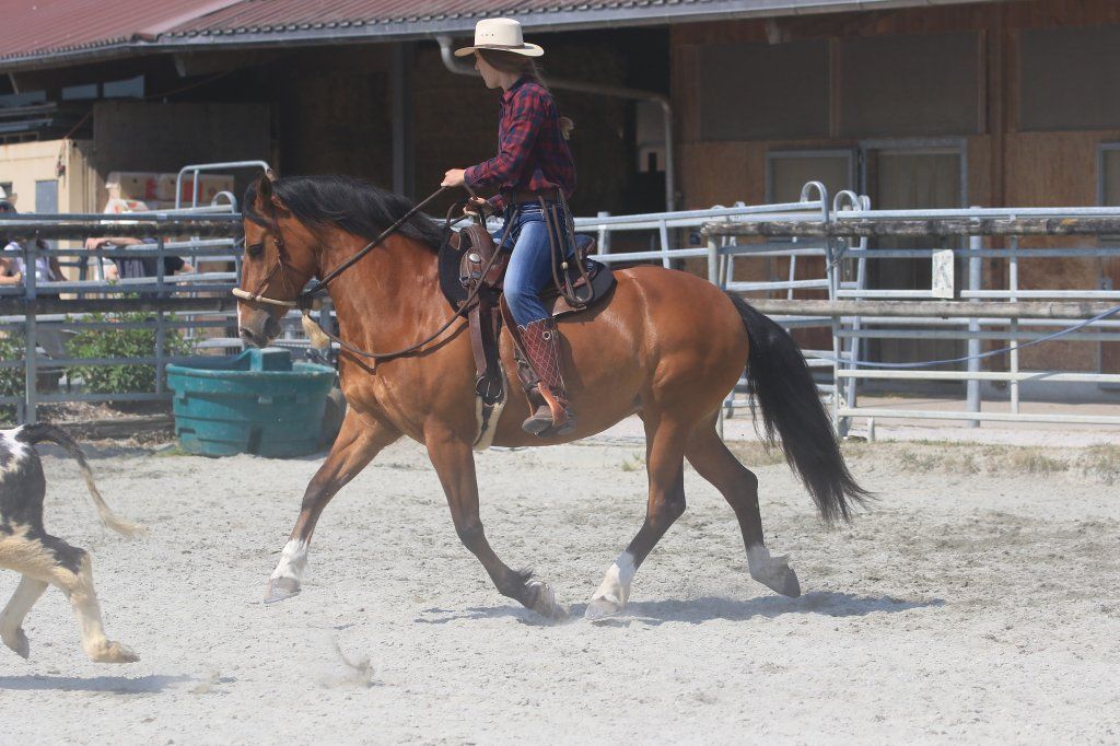 Swiss Ranch Horse Association - SRHA