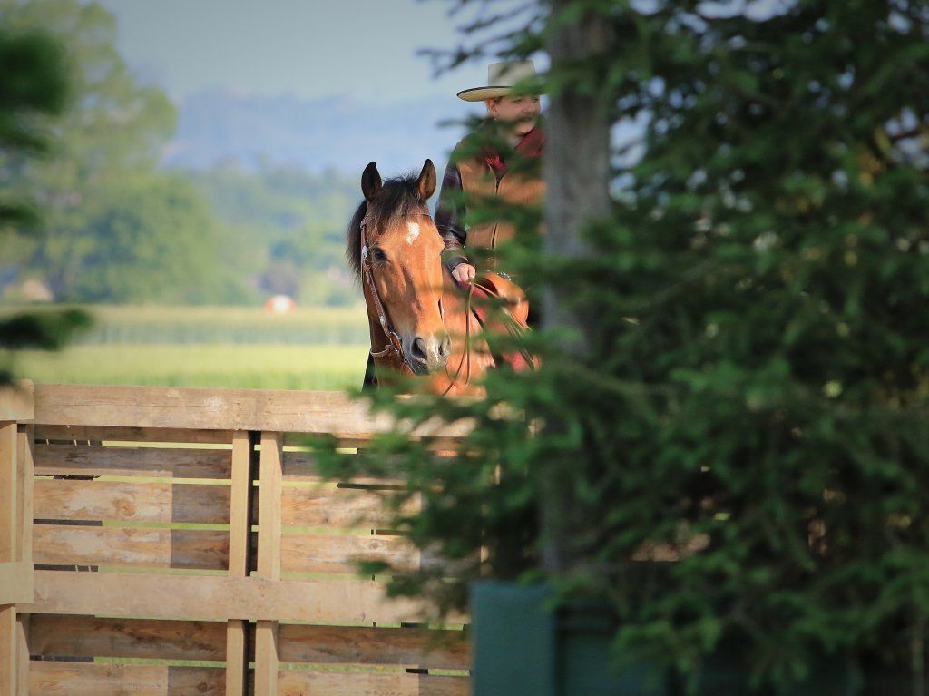 Swiss Ranch Horse Association - SRHA
