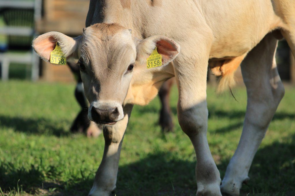 Swiss Ranch Horse Association - SRHA