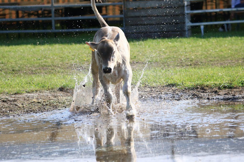 Swiss Ranch Horse Association - SRHA