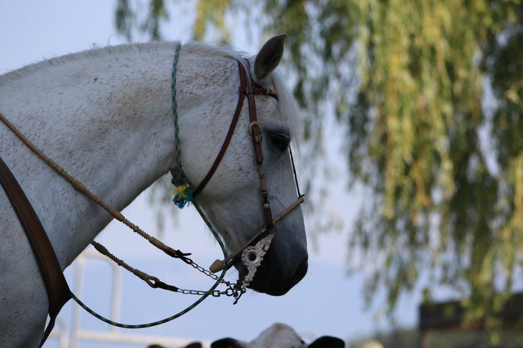 Swiss Ranch Horse Association - SRHA