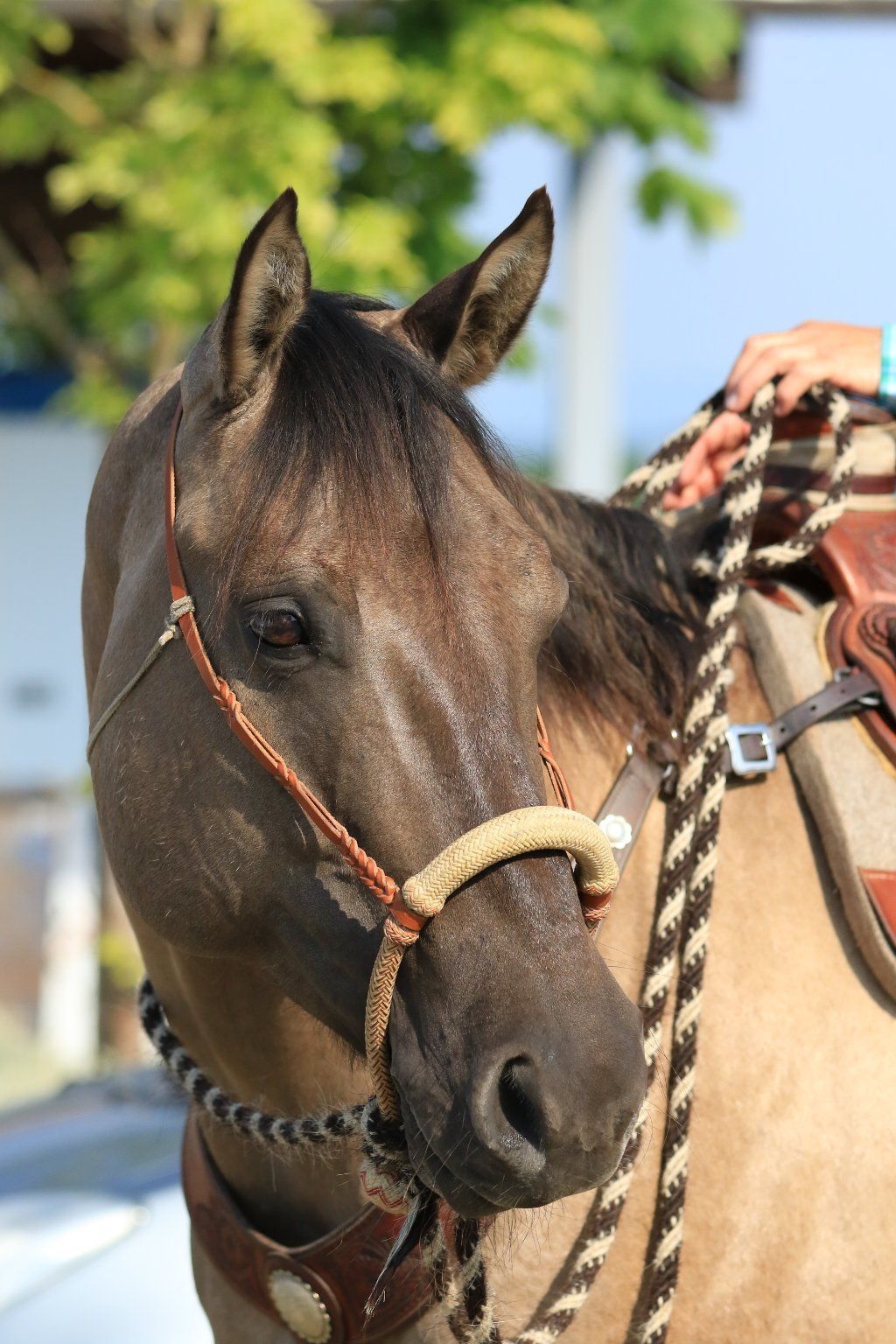 Swiss Ranch Horse Association - SRHA