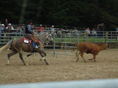 Swiss Ranch Horse Association - SRHA