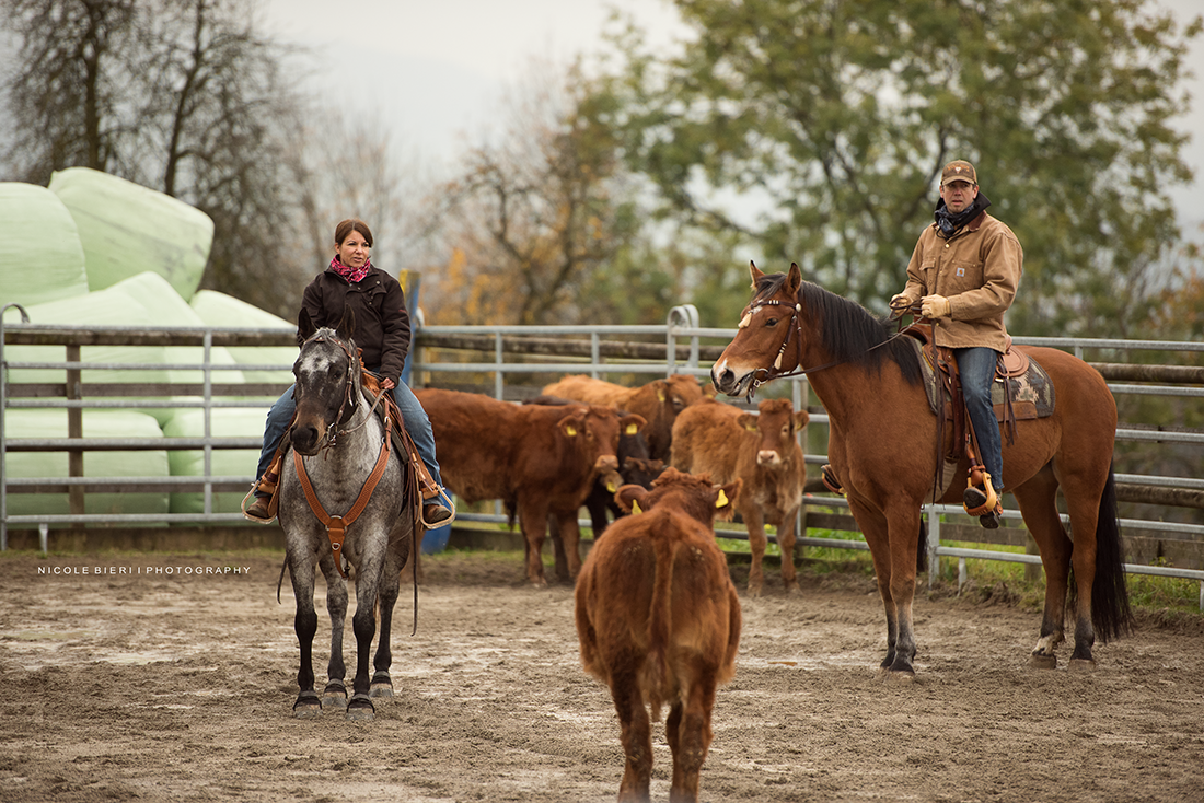 Swiss Ranch Horse Association - SRHA
