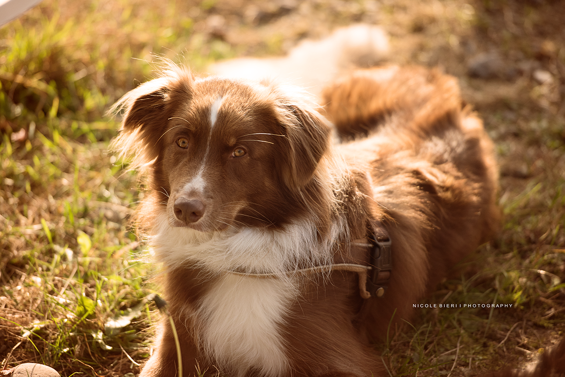 Swiss Ranch Horse Association - SRHA