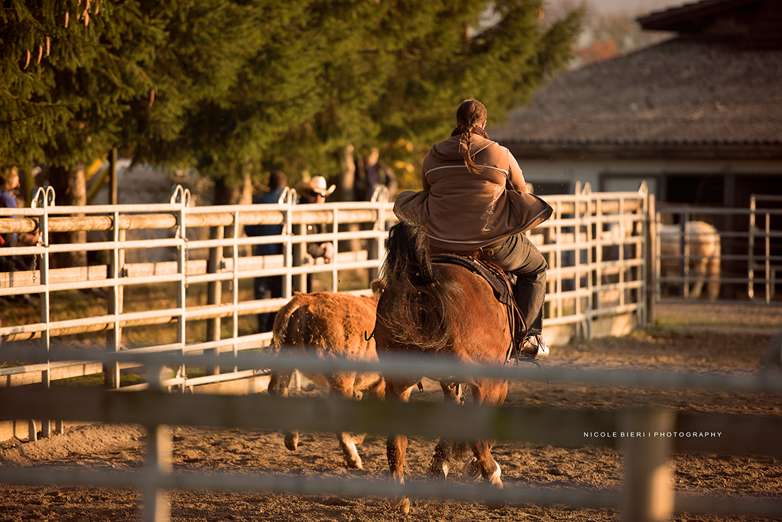 Swiss Ranch Horse Association - SRHA