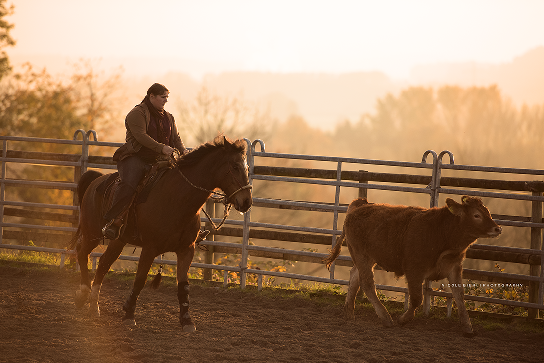 Swiss Ranch Horse Association - SRHA