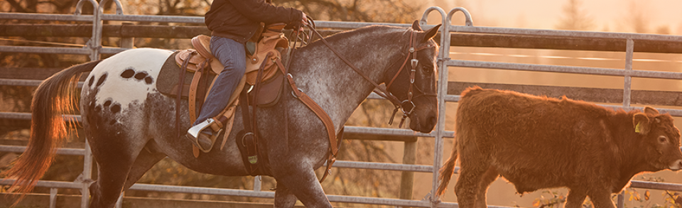 Swiss Ranch Horse Association - SRHA