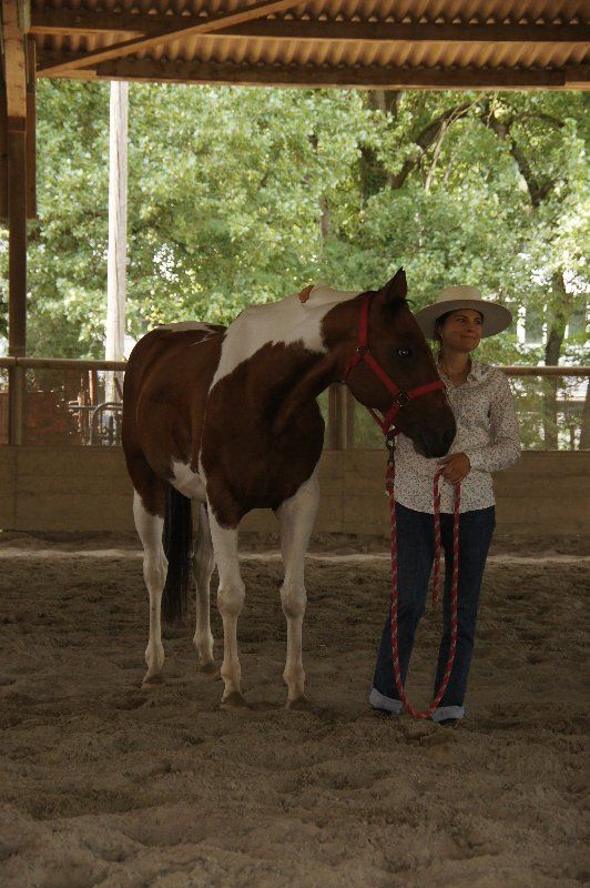 Swiss Ranch Horse Association - SRHA
