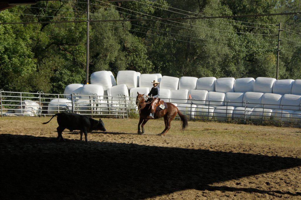 Swiss Ranch Horse Association - SRHA