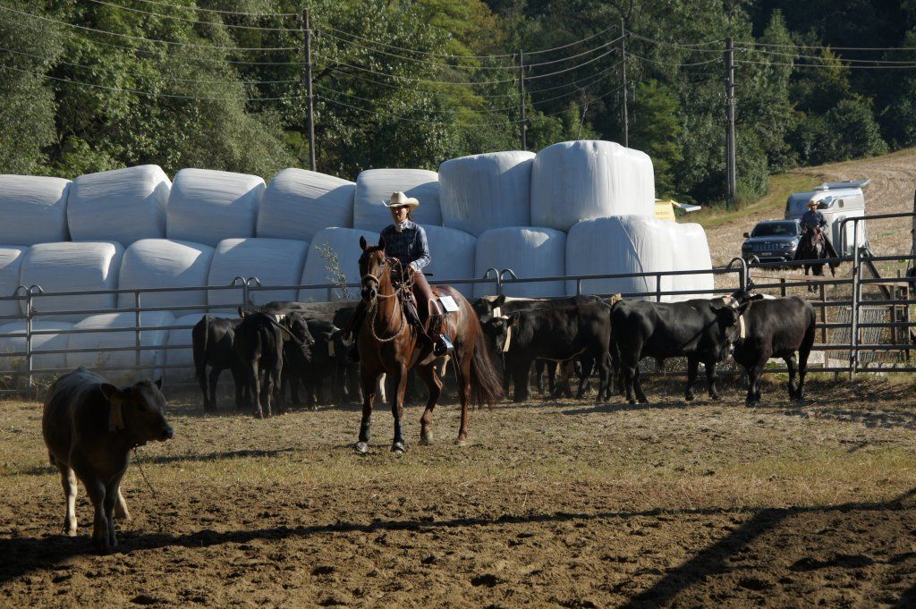 Swiss Ranch Horse Association - SRHA