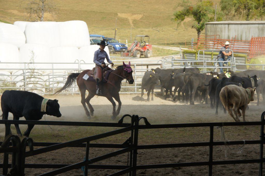 Swiss Ranch Horse Association - SRHA