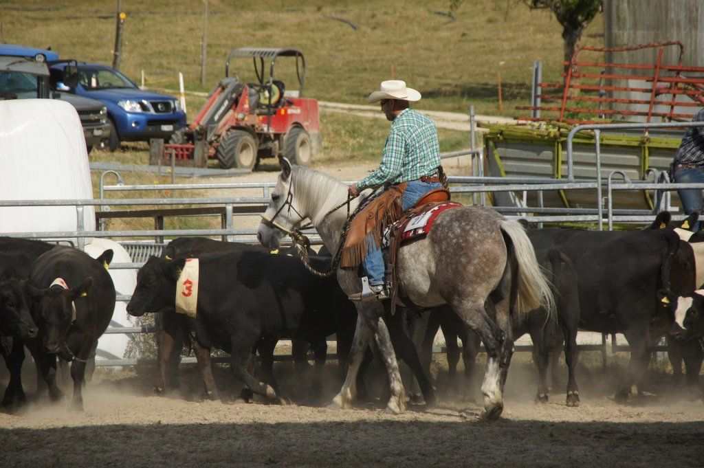 Swiss Ranch Horse Association - SRHA