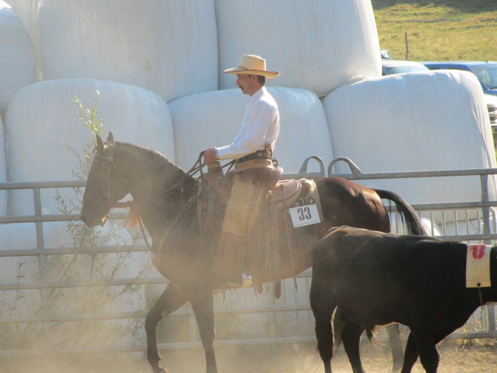 Swiss Ranch Horse Association - SRHA