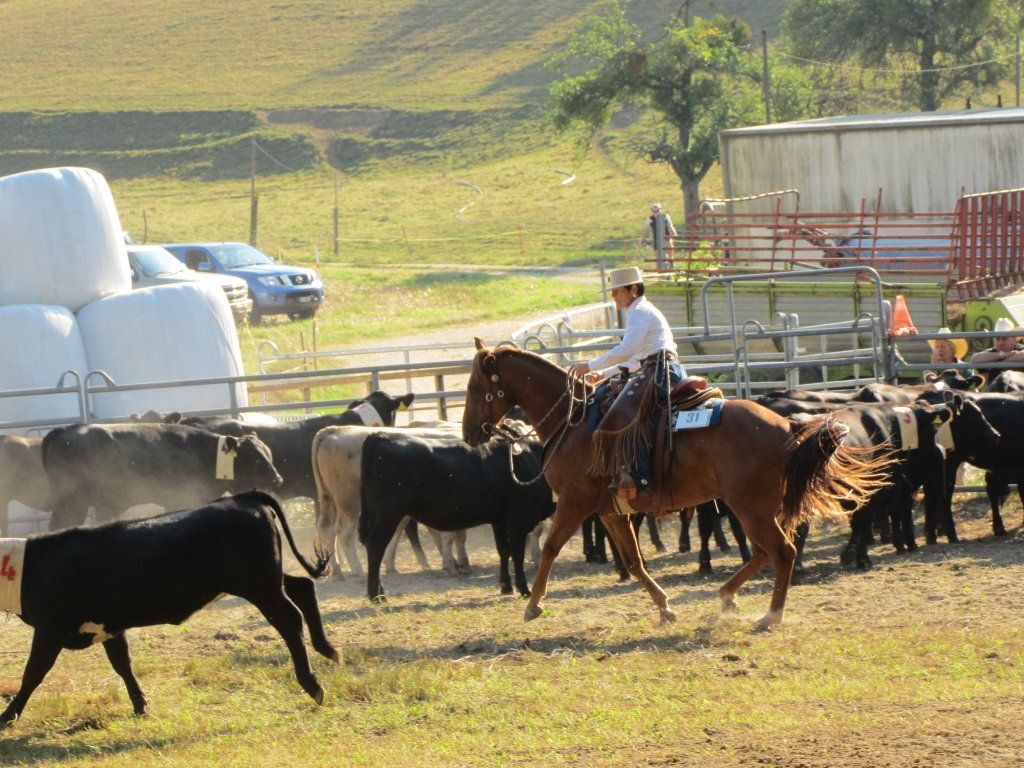 Swiss Ranch Horse Association - SRHA