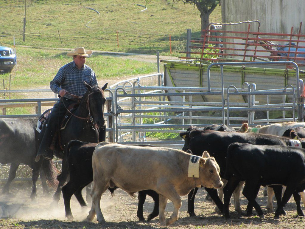 Swiss Ranch Horse Association - SRHA