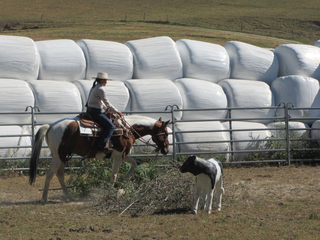 Swiss Ranch Horse Association - SRHA