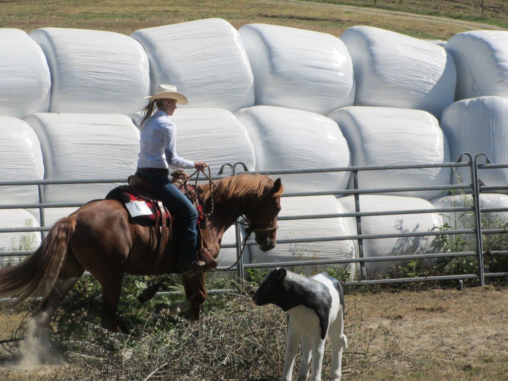 Swiss Ranch Horse Association - SRHA
