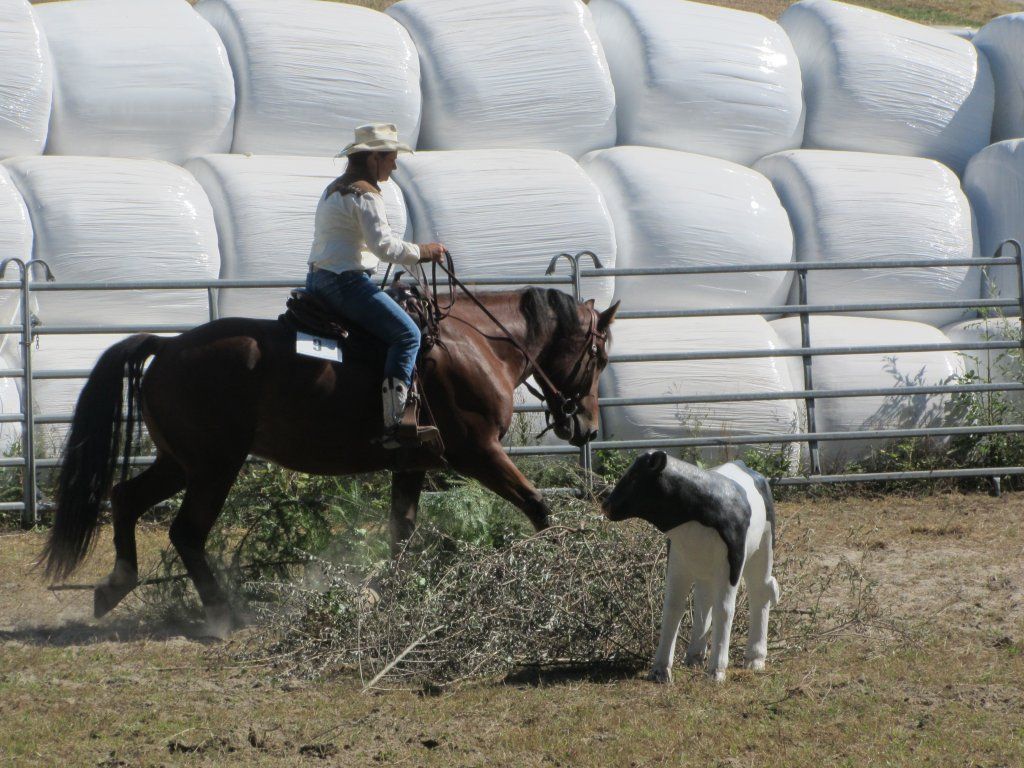Swiss Ranch Horse Association - SRHA