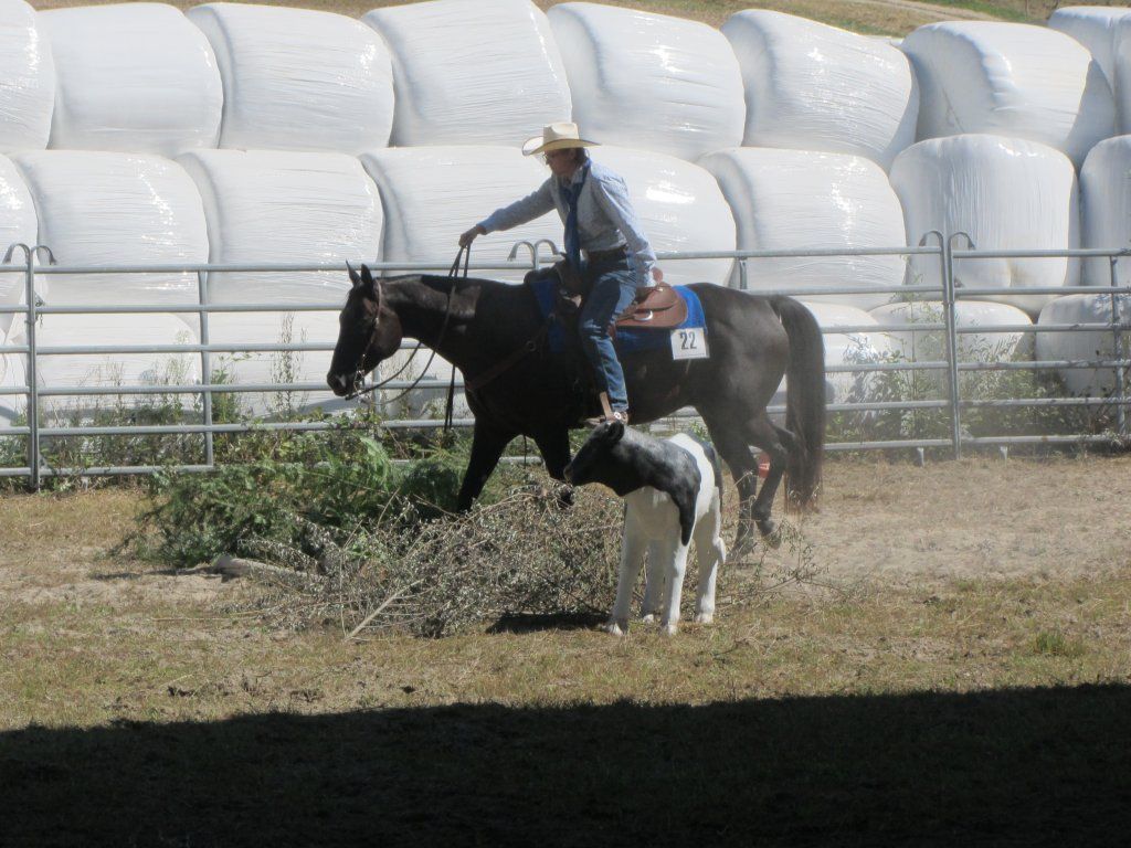 Swiss Ranch Horse Association - SRHA