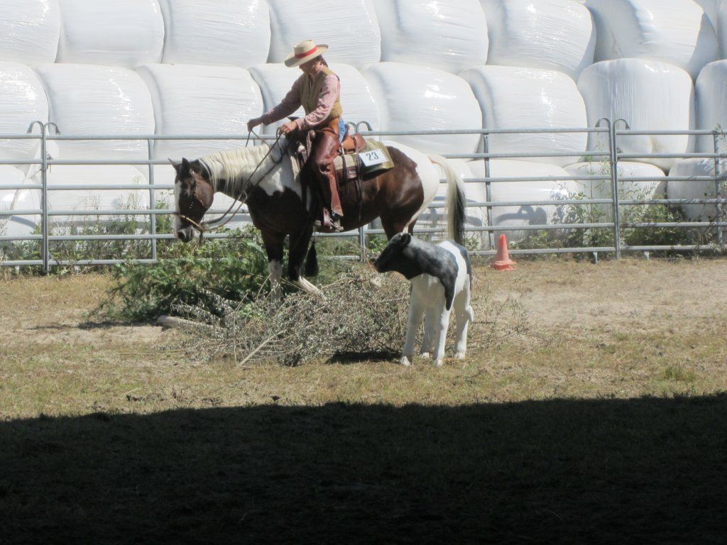 Swiss Ranch Horse Association - SRHA