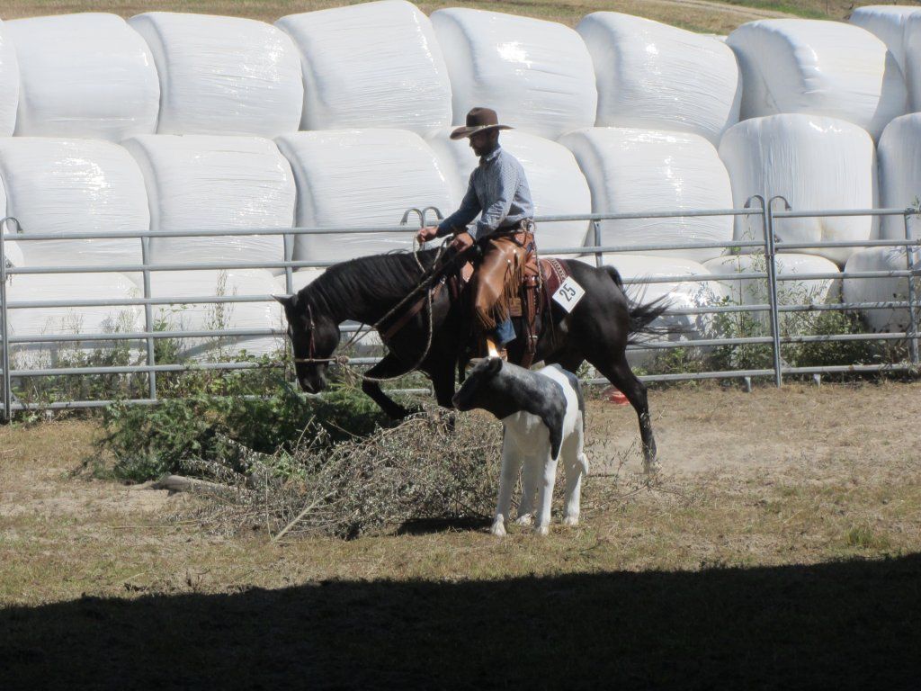 Swiss Ranch Horse Association - SRHA