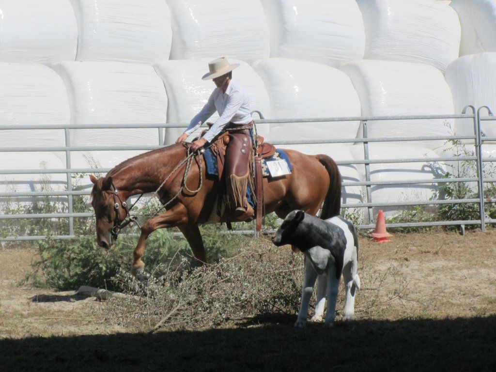 Swiss Ranch Horse Association - SRHA