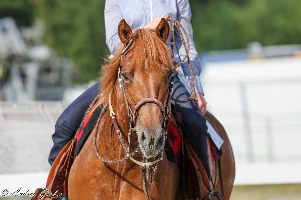 Swiss Ranch Horse Association - SRHA