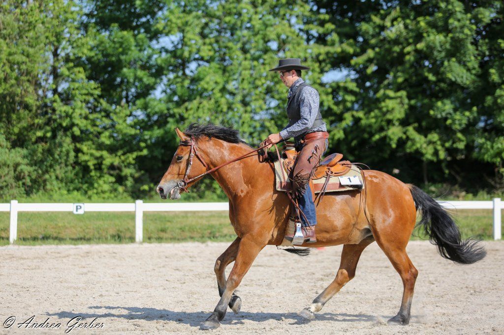 Swiss Ranch Horse Association - SRHA