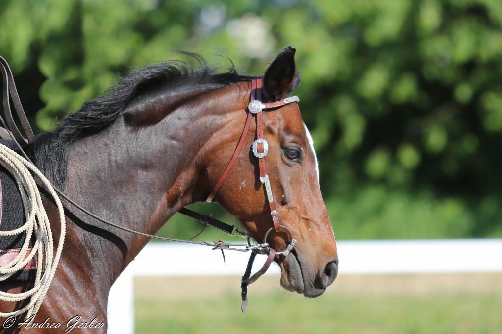 Swiss Ranch Horse Association - SRHA