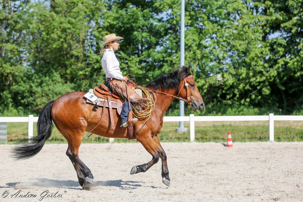 Swiss Ranch Horse Association - SRHA