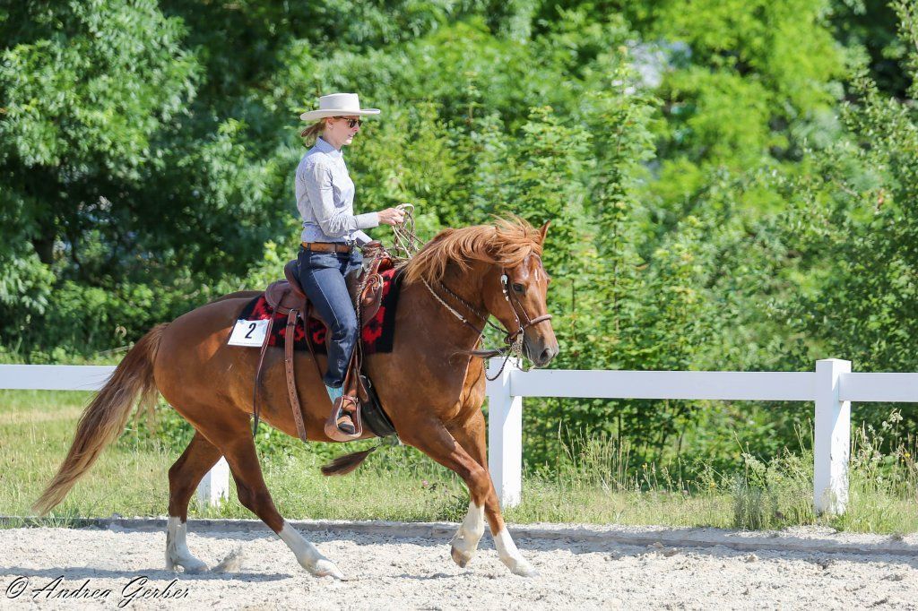 Swiss Ranch Horse Association - SRHA