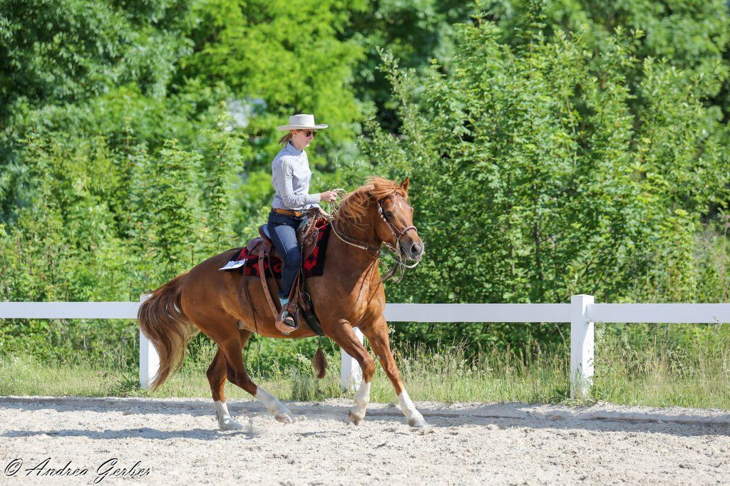 Swiss Ranch Horse Association - SRHA