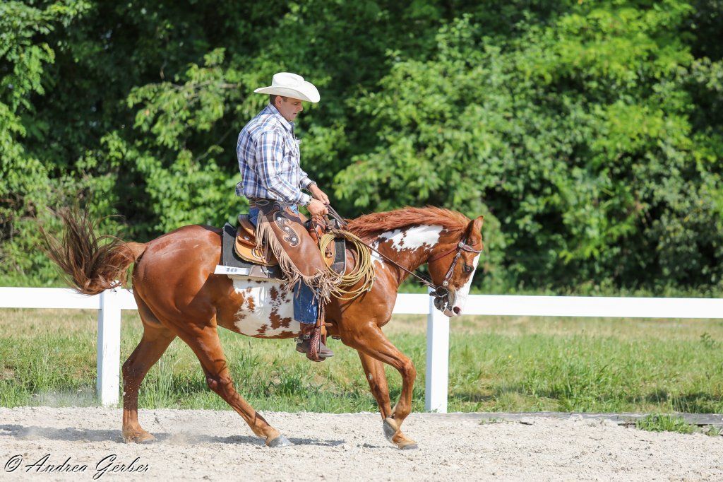 Swiss Ranch Horse Association - SRHA