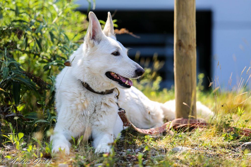 Swiss Ranch Horse Association - SRHA