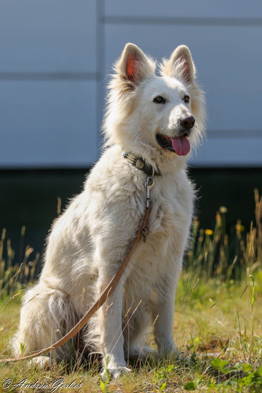 Swiss Ranch Horse Association - SRHA