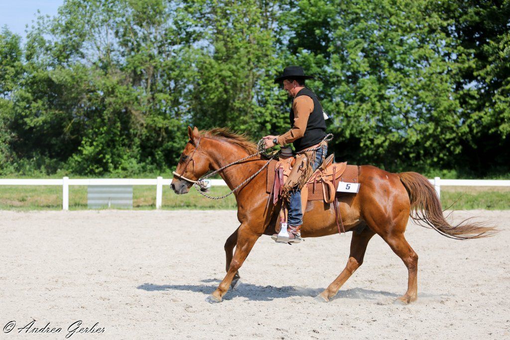 Swiss Ranch Horse Association - SRHA