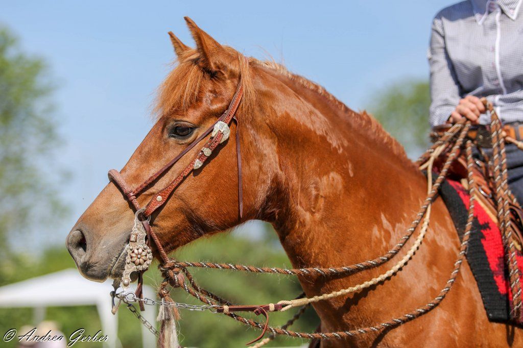 Swiss Ranch Horse Association - SRHA