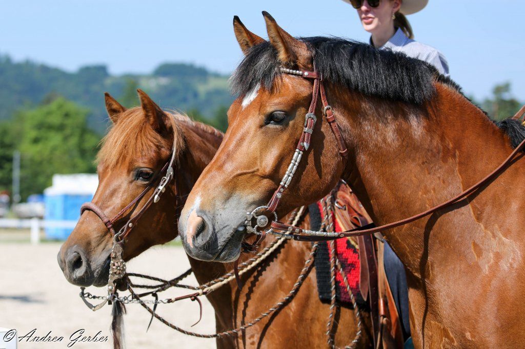 Swiss Ranch Horse Association - SRHA