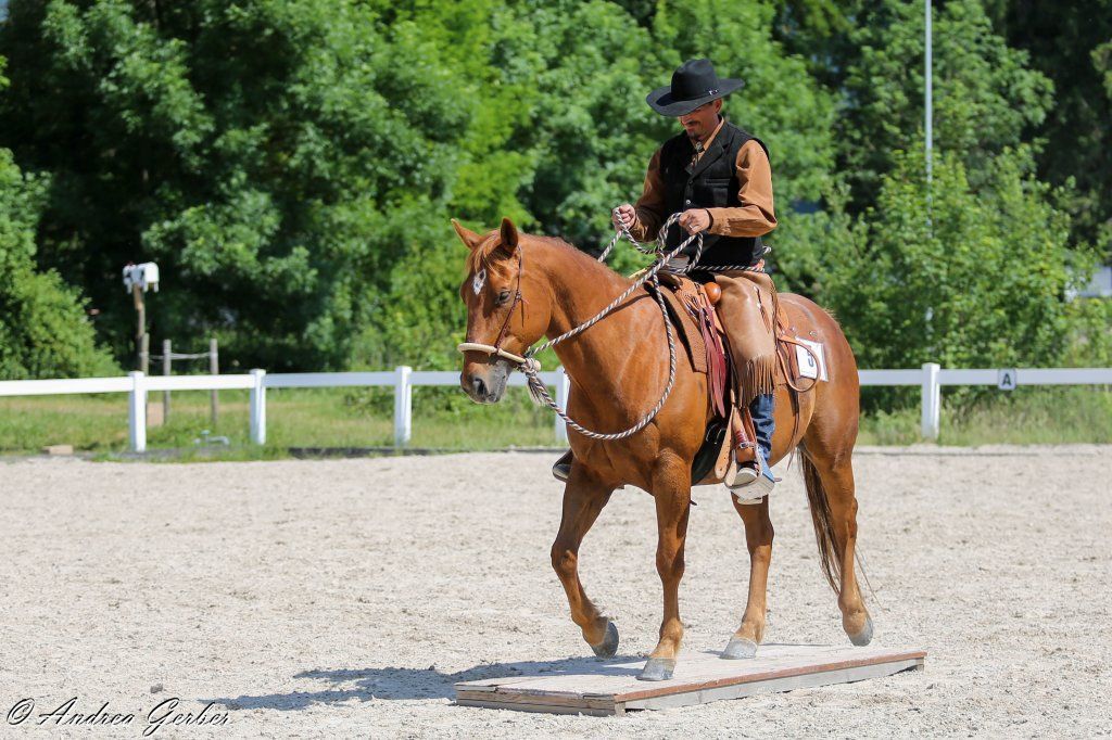 Swiss Ranch Horse Association - SRHA