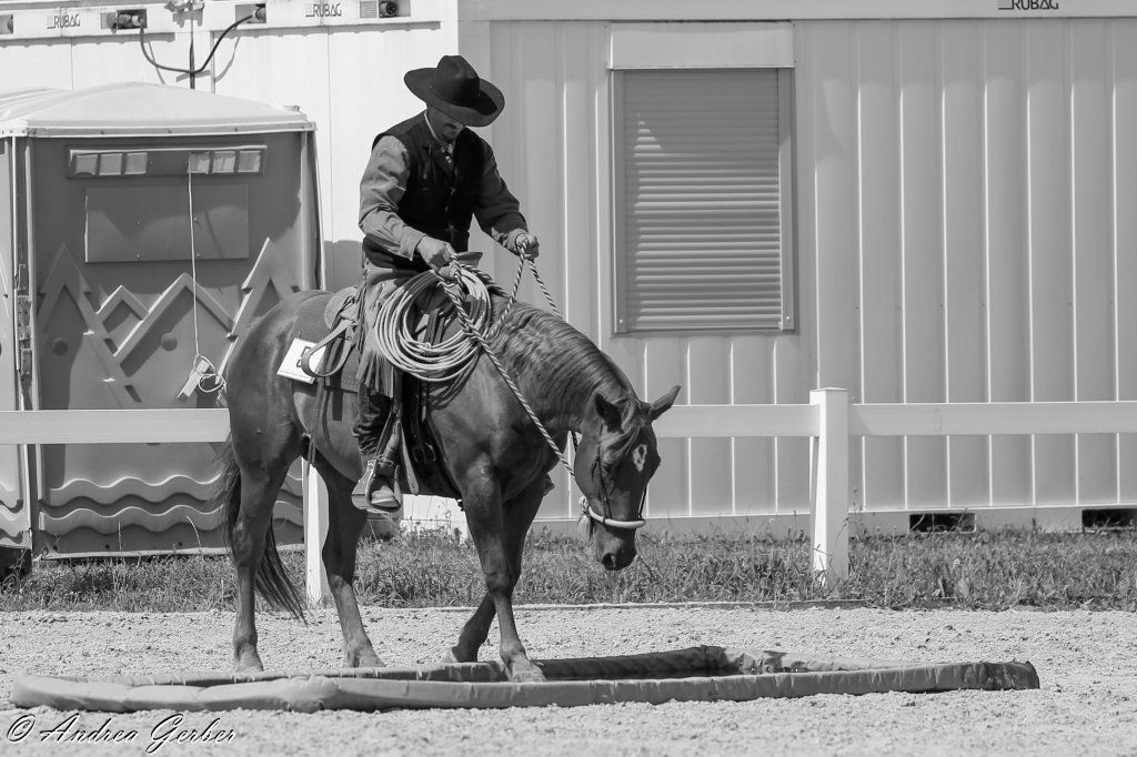 Swiss Ranch Horse Association - SRHA