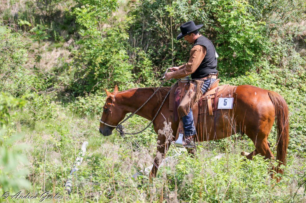 Swiss Ranch Horse Association - SRHA